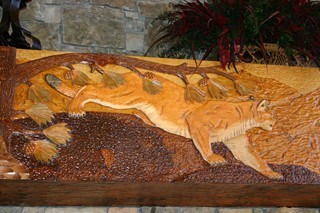 Mountain lion detail